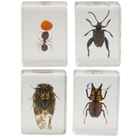 click image to enlarge