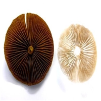 click image to enlarge