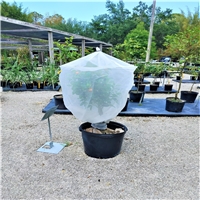 click image to enlarge