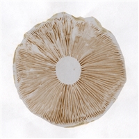 click image to enlarge