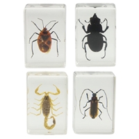 click image to enlarge