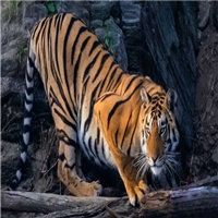 click image to enlarge